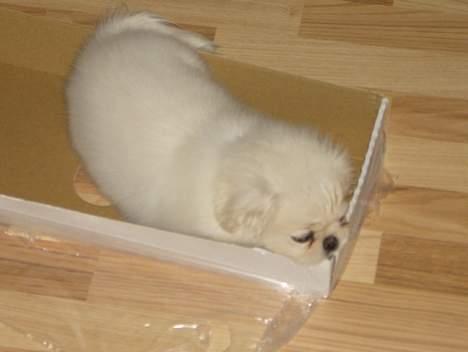 Pekingeser tilde - man kan godt blive lidt træt når man er en lille hund :0) billede 9