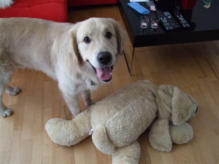 Golden retriever Balto - Se min flotte bamse.. billede 5