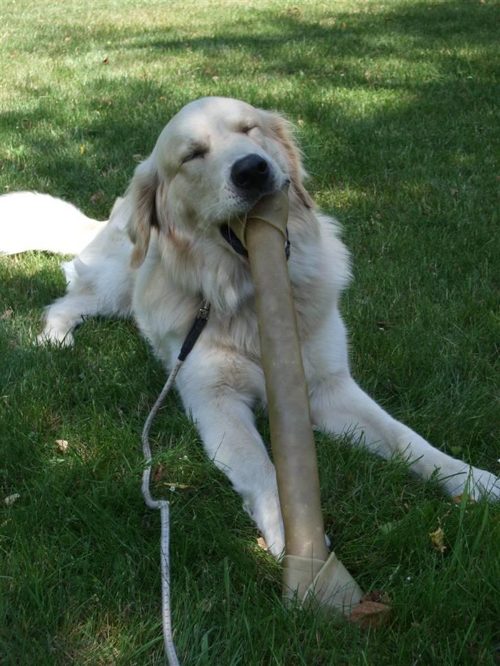 Golden retriever Balto - Puha et stort kødben.. hvorfor kan det hele dog ikke være inde i min store mund? billede 6