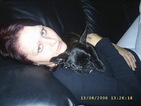 Fransk bulldog Rocky - R.I.P :'( <3 billede 8