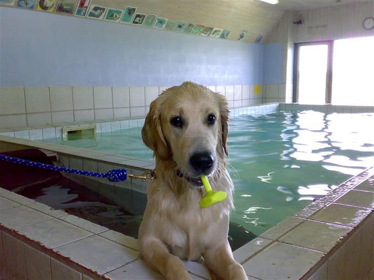 Golden retriever Balto - Her er jeg i hundesvømmehal.. det elsker jeg bare.. billede 7