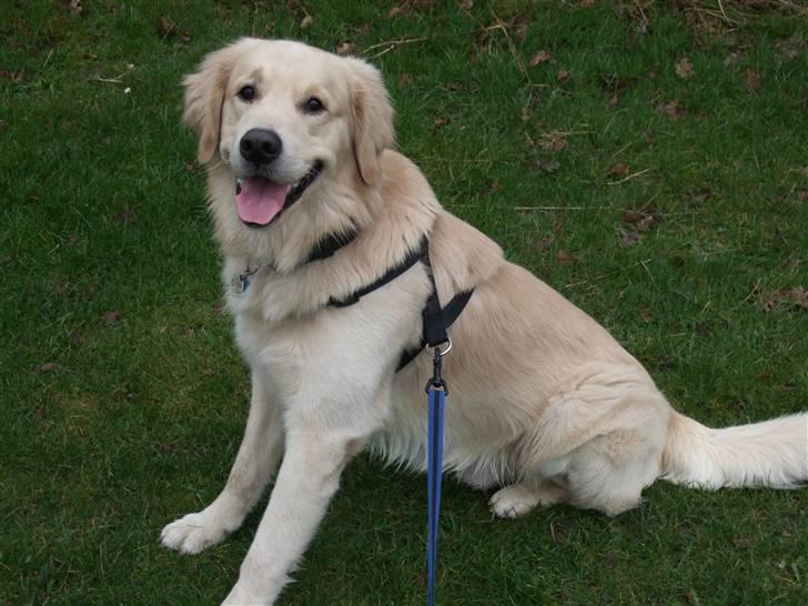 Golden retriever Balto - Se hvor fint jeg sidder foran kameraet ;-) billede 8