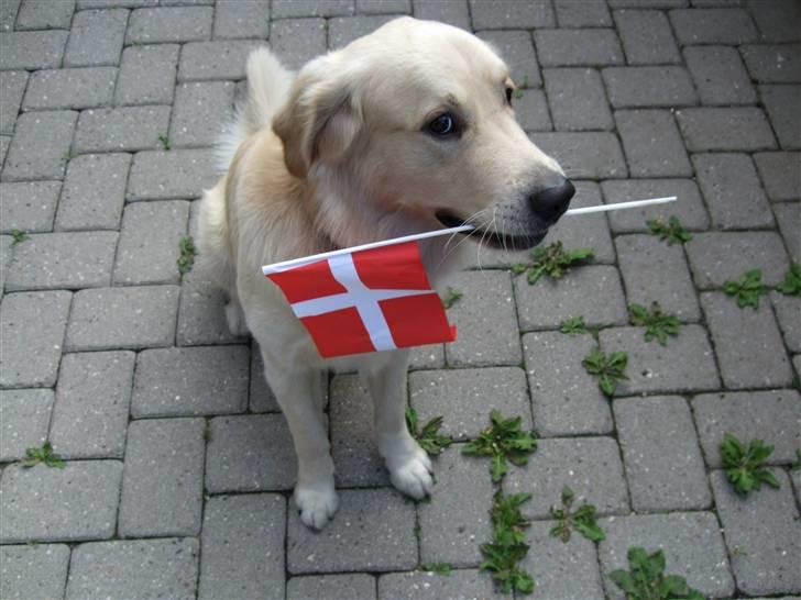 Golden retriever Balto - Min fødselsdag d. 16/8-08 hvor jeg blev 2 år.. billede 9