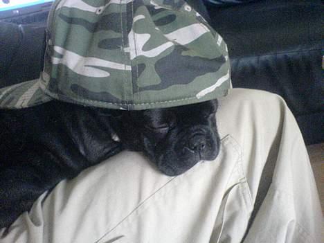 Fransk bulldog Rocky - R.I.P :'( <3 - Jeg har lige lånt fars kasket... ;) billede 9