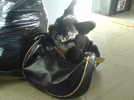 Fransk bulldog Rocky - R.I.P :'( <3 - Hehe mors taske er meget spændende billede 10