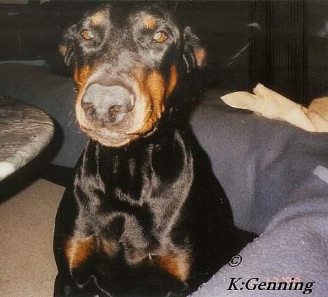 Dobermann (Fyrstinden) Chica R.I.P. - Chica er ved at ligge an til et smil ;o) billede 12