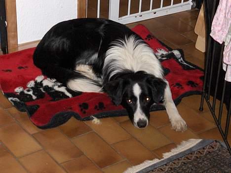 Border collie Charlie - ja ja tjekker billede 13