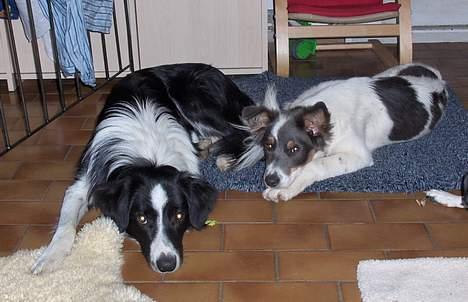 Border collie Charlie - tager lige en middags lur billede 14