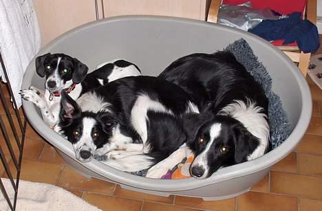 Border collie Charlie - de sort / hvides KLUB billede 15