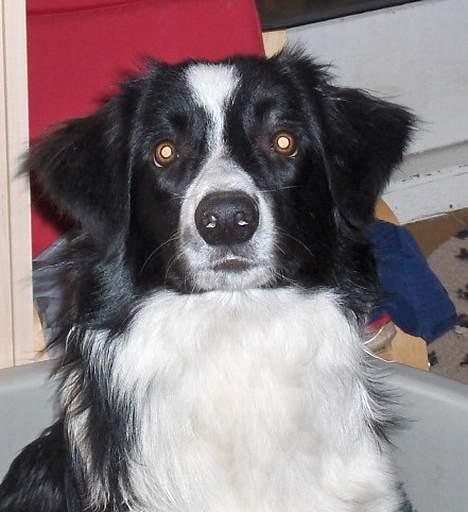Border collie Charlie - er ved at blive helt pæn billede 16