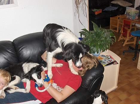 Border collie Charlie - jeg holder mor i tager legetøjet billede 17