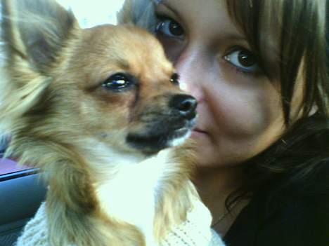 Chihuahua SHENA <3  billede 10