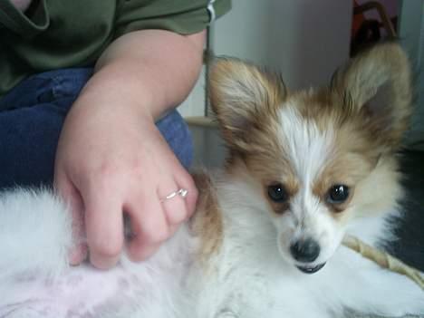 Papillon Luna - De tyggeben der, de er sørme gode. billede 14