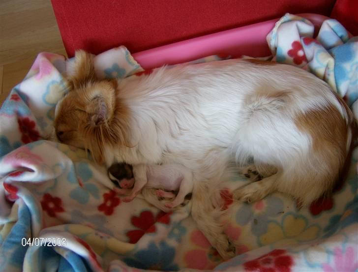 Papillon Luna - Så blev jeg mor, til dejlige Alma.. billede 15