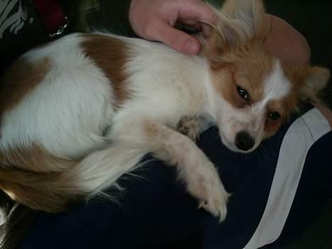 Papillon Luna - Man sover dejligt her hos onkel M. billede 16