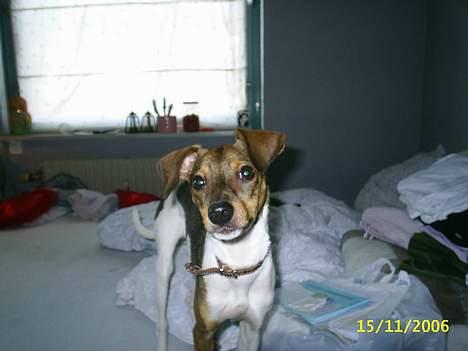 Blanding af racer oscar - hej skal vi lege billede 2