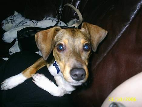 Blanding af racer oscar - hvad er det du sidder med mor billede 3