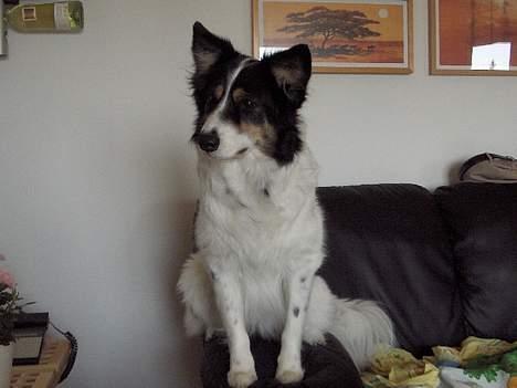 Border collie nala sov ind den 30/03-07 - hvad mon mor spiser :) billede 15