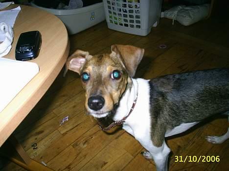 Blanding af racer oscar - øhhh hej billede 4