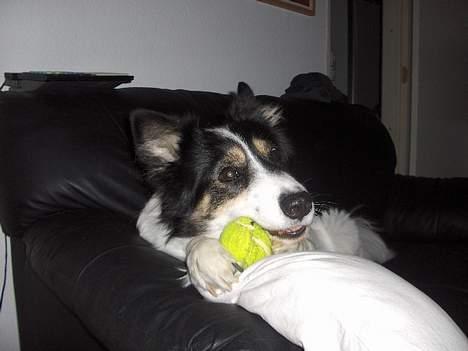 Border collie nala sov ind den 30/03-07 - gnaske gnaske  billede 16