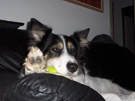 Border collie nala sov ind den 30/03-07 - pu ha  billede 17