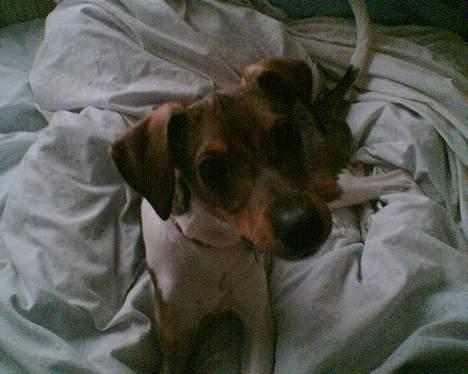 Blanding af racer oscar - ????? billede 5