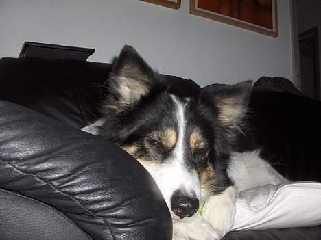 Border collie nala sov ind den 30/03-07 - man bliver sku trat af det møj zzz........................ billede 18