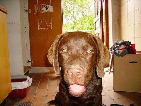 Labrador retriever Mads *død* - Mads fanget på et dårligt tidspunkt. ( træt) billede 9