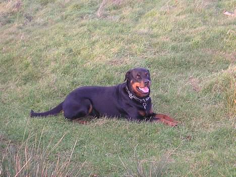 Rottweiler Brown Emma's Jessie - jessie - d. 14/11-06 - træt efter at have støvet 2 fasaner og 1 fiskehejre op ned ved åen :-) billede 13