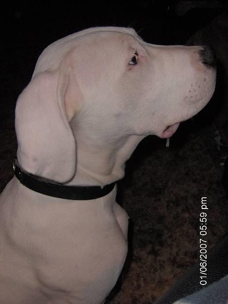 Dogo argentino Tyson - ååårh kom nu med den guffer da billede 6