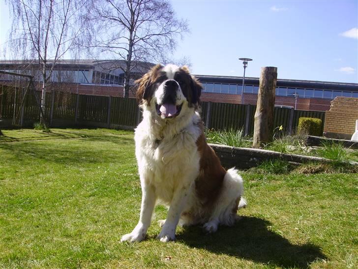 Sankt bernhardshund Møffe 20/02/06 - 17/11/08 billede 17