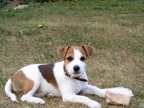 Jack russell terrier Tjiko R.I.P billede 1