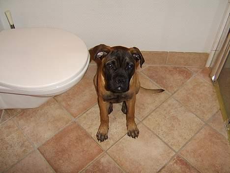 Bullmastiff Emma - 14 uger billede 7