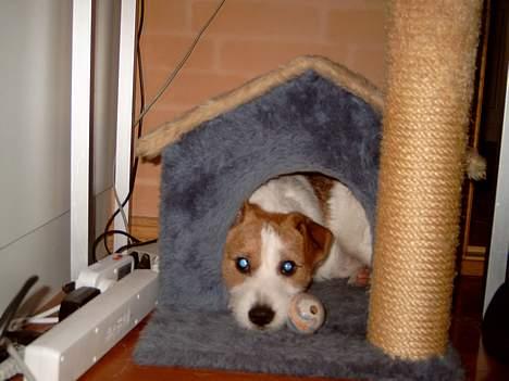 Jack russell terrier Tjiko R.I.P billede 2