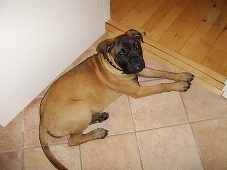 Bullmastiff Emma - 14 uger billede 8