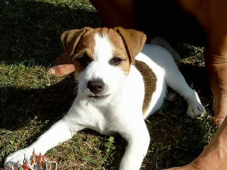 Jack russell terrier Tjiko R.I.P billede 3