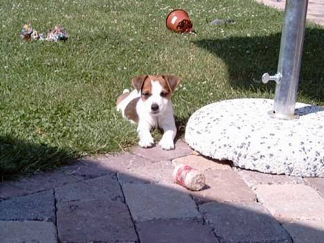 Jack russell terrier Tjiko R.I.P billede 4