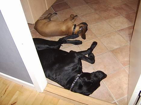 Bullmastiff Emma - et godt sted at få middagslur ( varme i gulvet ) (- : billede 9