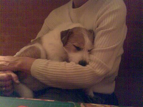 Jack russell terrier Tjiko R.I.P billede 5