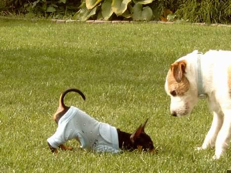 Jack russell terrier Tjiko R.I.P - tjikos og hans bedste ven Kovo billede 6