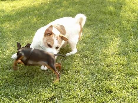 Jack russell terrier Tjiko R.I.P - Tjiko og kovo der leger billede 7