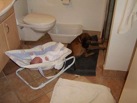 Bullmastiff Emma - Holder lige øje med bette-manden, mens Mor er i bad.. billede 10