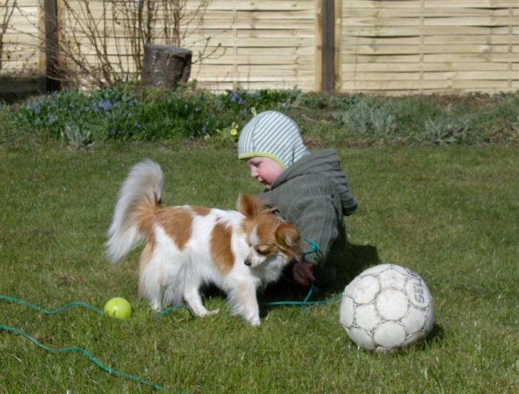 Papillon Luna - Emil og jeg leger i haven.. billede 17