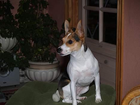 Blanding af racer Molly billede 13