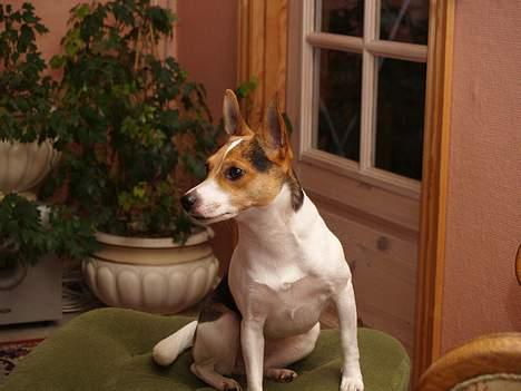 Blanding af racer Molly billede 14