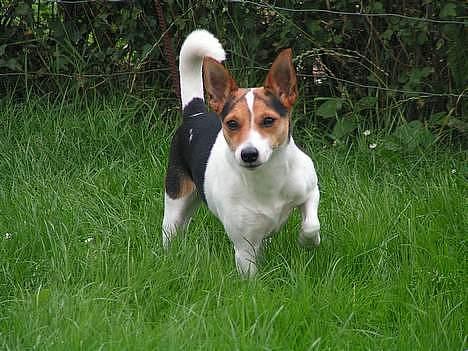 Blanding af racer Molly - Lille Molly i haven billede 15