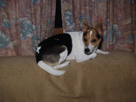 Blanding af racer Molly - Look-a-like rotte-Molly :P billede 16