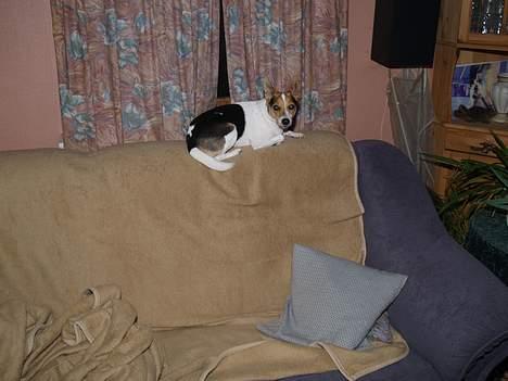 Blanding af racer Molly billede 17