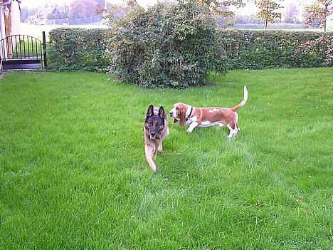 Schæferhund Freja  billede 7