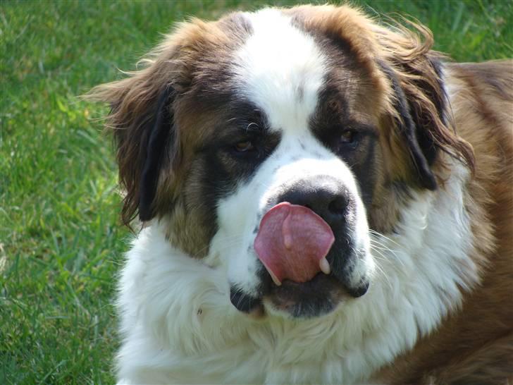 Sankt bernhardshund Møffe 20/02/06 - 17/11/08 billede 18